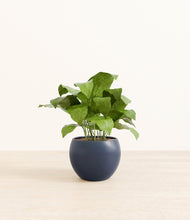 Load image into Gallery viewer, Deep Navy