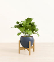 Load image into Gallery viewer, Deep Navy stand:bamboo