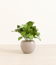 Load image into Gallery viewer, Desert Brown