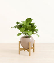 Load image into Gallery viewer, Desert Brown stand:bamboo