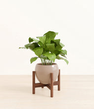 Load image into Gallery viewer, Desert Brown stand:walnut