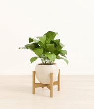 Load image into Gallery viewer, Shiny EggWhite stand:bamboo