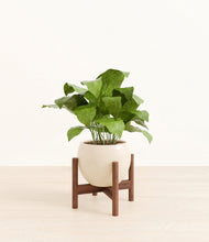 Load image into Gallery viewer, Shiny EggWhite stand:walnut