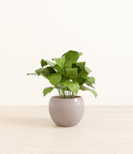 Load image into Gallery viewer, Winter Clouds