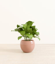 Load image into Gallery viewer, Calm Rose