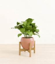 Load image into Gallery viewer, Calm Rose stand:bamboo