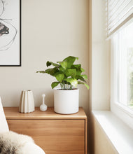 Load image into Gallery viewer, White