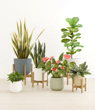 Load image into Gallery viewer, -