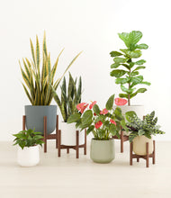 Load image into Gallery viewer, Soft Stone stand:four_stands