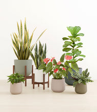 Load image into Gallery viewer, Countryside stand:two_stands