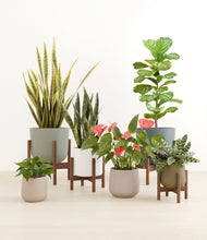 Load image into Gallery viewer, Countryside stand:four_stands