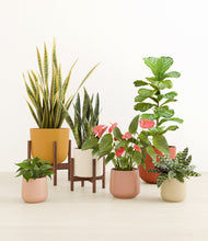 Load image into Gallery viewer, Evening Sky stand:four_stands