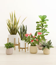 Load image into Gallery viewer, -