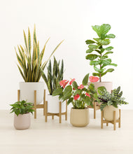 Load image into Gallery viewer, -