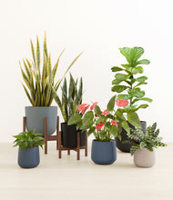 Load image into Gallery viewer, Mountain Top stand:two_stands