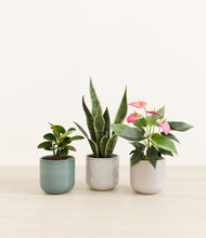 Load image into Gallery viewer, Moss Frost*****Profile