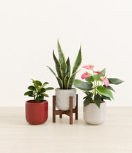 Load image into Gallery viewer, Winter Berry stand:one_stand
