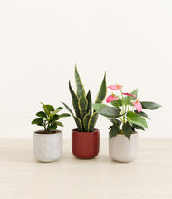 Load image into Gallery viewer, Winter Bloom*****Profile