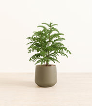 Load image into Gallery viewer, Olive*****Profile