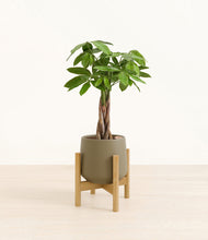Load image into Gallery viewer, Olive stand:bamboo