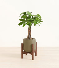 Load image into Gallery viewer, Olive stand:walnut