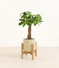 Load image into Gallery viewer, Almond Green stand:bamboo