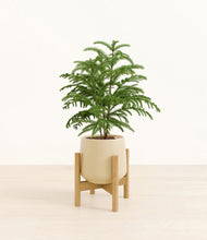 Load image into Gallery viewer, Almond Green stand:bamboo