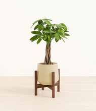 Load image into Gallery viewer, Almond Green stand:walnut