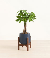 Load image into Gallery viewer, Deep Navy stand:walnut