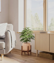 Load image into Gallery viewer, Gentle Pink stand:walnut