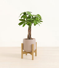 Load image into Gallery viewer, Eternal Gray stand:bamboo