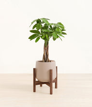 Load image into Gallery viewer, Eternal Gray stand:walnut