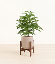 Load image into Gallery viewer, Eternal Gray stand:walnut