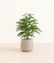 Load image into Gallery viewer, Eternal Gray*****Profile