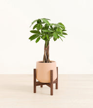 Load image into Gallery viewer, Gentle Pink stand:walnut