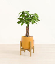 Load image into Gallery viewer, Mustard stand:bamboo