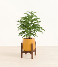 Load image into Gallery viewer, Mustard stand:walnut