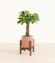 Load image into Gallery viewer, Calm Rose stand:walnut