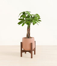 Load image into Gallery viewer, Calm Rose stand:walnut