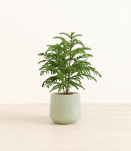 Load image into Gallery viewer, Turquoise*****Profile