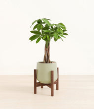 Load image into Gallery viewer, Turquoise stand:walnut