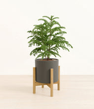 Load image into Gallery viewer, Dark Olive stand:bamboo