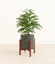 Load image into Gallery viewer, Dark Olive stand:walnut