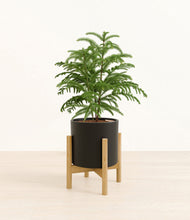 Load image into Gallery viewer, Black stand:bamboo