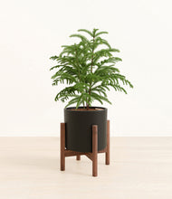 Load image into Gallery viewer, Black stand:walnut