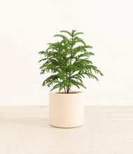 Load image into Gallery viewer, Cream*****Profile