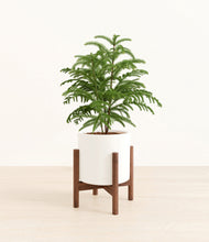 Load image into Gallery viewer, White stand:walnut