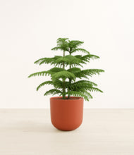 Load image into Gallery viewer, Earth Red*****Profile