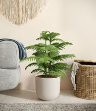 Load image into Gallery viewer, Natural Bamboo