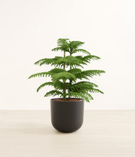 Load image into Gallery viewer, Stone Black*****Profile